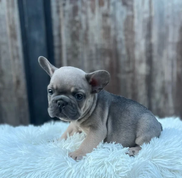 criadero cachorros bulldog frances precio venta medellin bogota cali pereira rionegro mexico republica dominicana panama