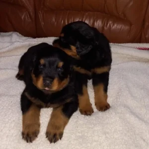 criadero cachorros rottweiler precio venta medellin bogota cali pereira rionegro mexico republica dominicana panama