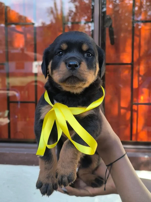 criadero cachorros rottweiler precio venta medellin bogota cali pereira rionegro mexico republica dominicana panama