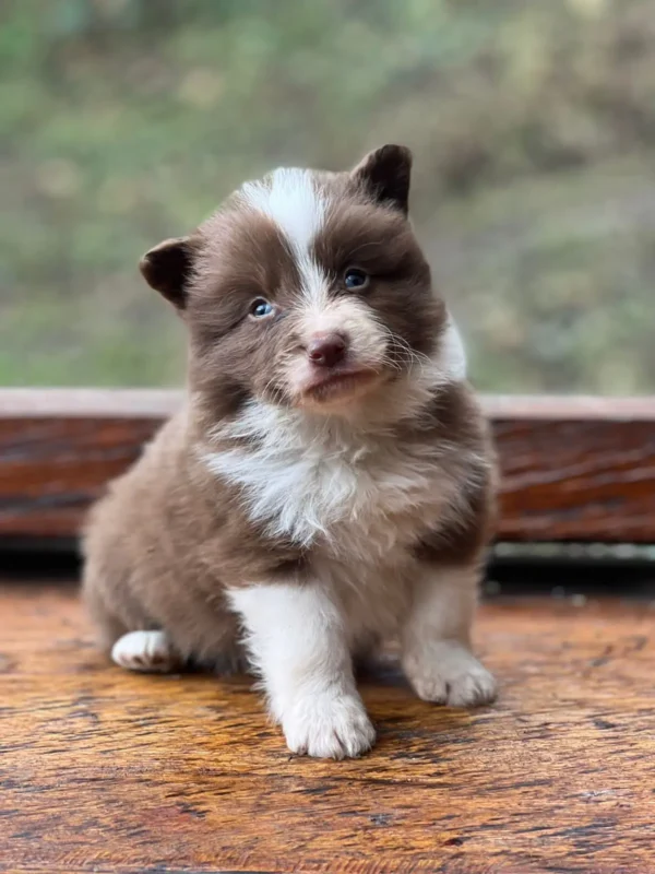 criadero cachorros border collie precio venta medellin bogota cali pereira rionegro mexico republica dominicana panama