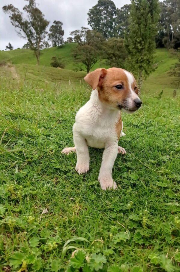 Venta de Jack Russell