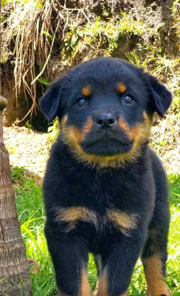 criadero cachorros rottweiler precio venta medellin bogota cali pereira rionegro mexico republica dominicana panama