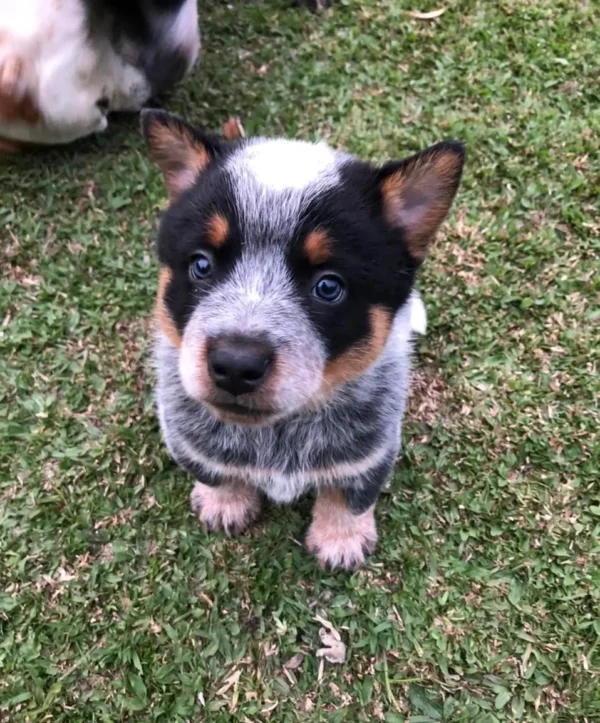 criadero cachorros pastor ganadero australiano precio venta medellin bogota cali pereira rionegro mexico republica dominicana panama