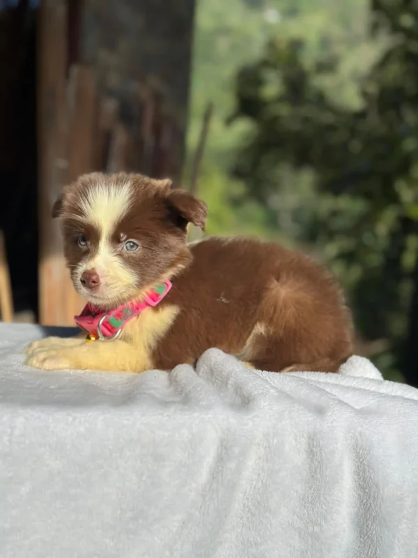 criadero cachorros border collie chocolate precio venta medellin bogota cali pereira rionegro mexico republica dominicana panama