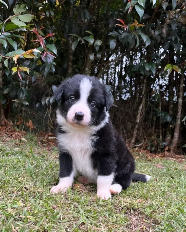 criadero cachorros border collie precio venta medellin bogota cali pereira rionegro mexico republica dominicana panama