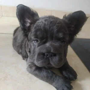 criadero cachorros bulldog frances big rope fluffy precio venta medellin bogota cali pereira rionegro mexico republica dominicana panama ecuador contraentrega