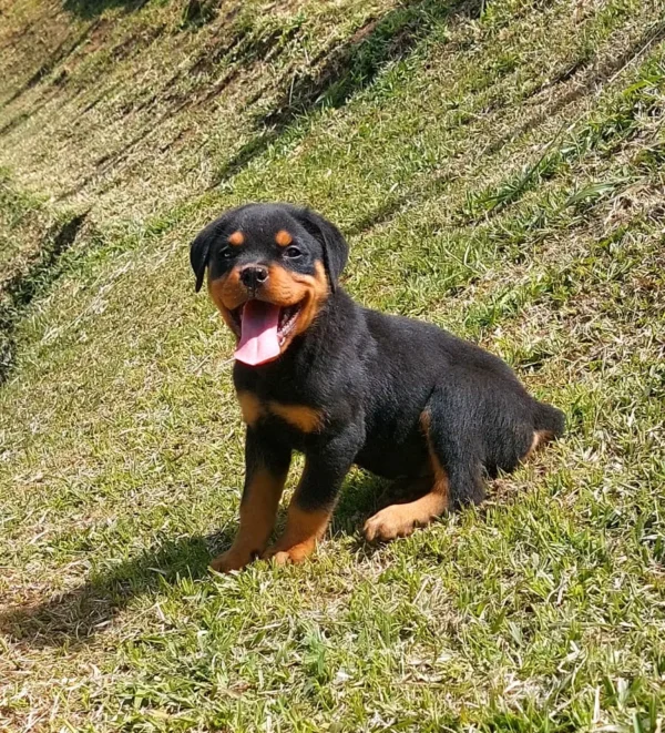 criadero cachorros rottweiler precio venta medellin bogota cali pereira rionegro mexico republica dominicana panama