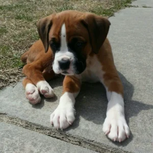 criadero cachorros boxer precio venta medellin bogota cali pereira rionegro mexico republica dominicana panama
