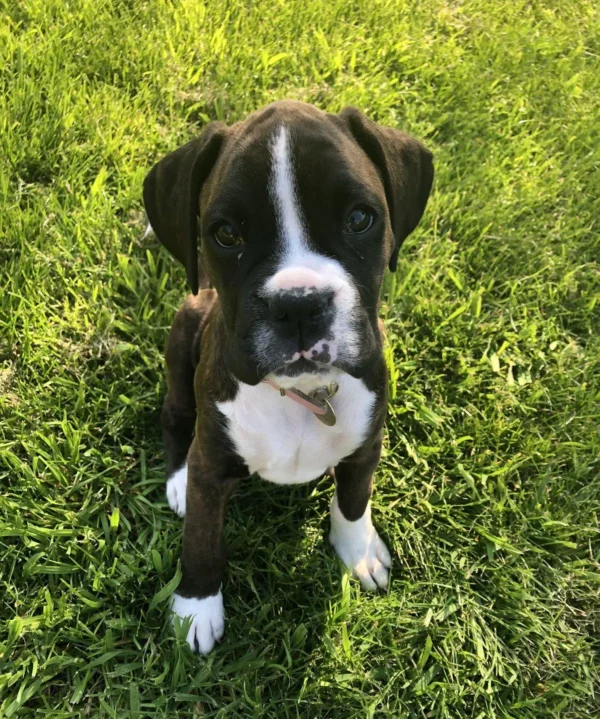 criadero cachorros boxer precio venta medellin bogota cali pereira rionegro mexico republica dominicana panama