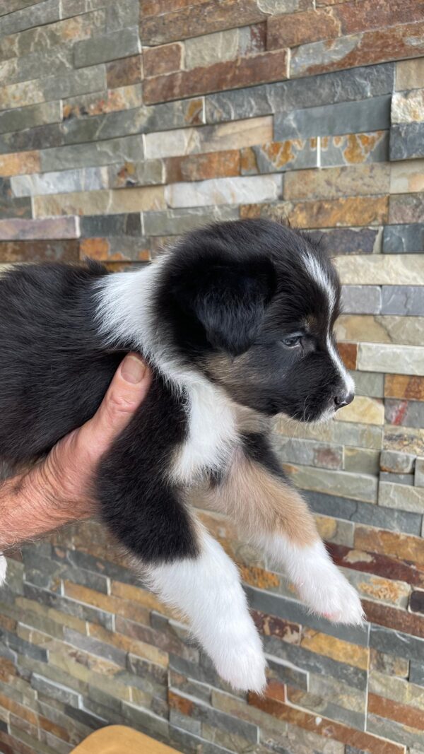 criadero cachorros pastor ovejero australiano precio venta medellin bogota cali pereira rionegro mexico republica dominicana panama