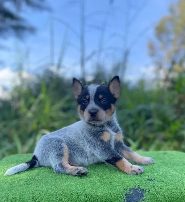 criadero cachorros pastor ganadero australiano precio venta medellin bogota cali pereira rionegro mexico republica dominicana panama