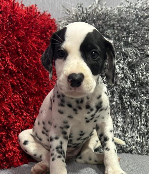 criadero cachorros dalmata precio venta medellin bogota cali pereira rionegro mexico republica dominicana panama