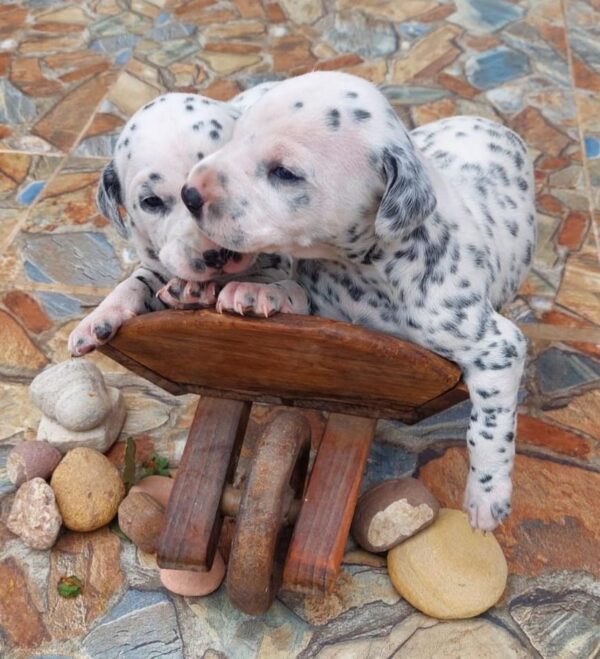 criadero cachorros dalmata precio venta medellin bogota cali pereira rionegro mexico republica dominicana panama