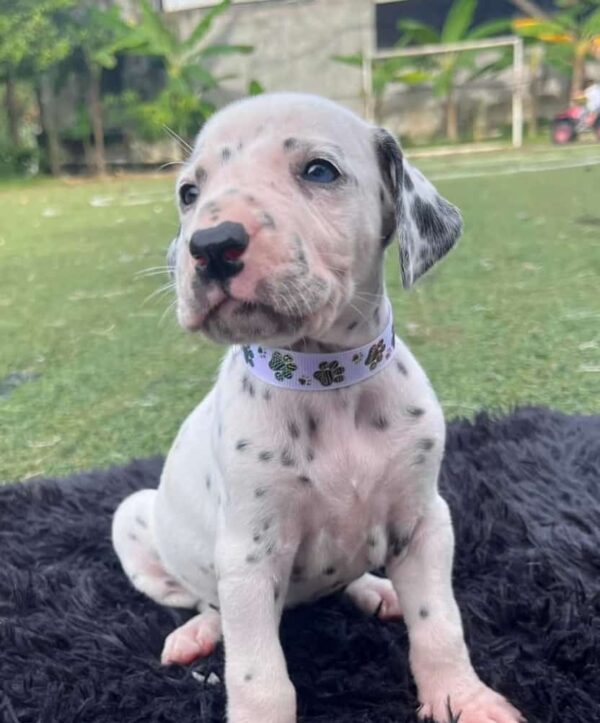 criadero cachorros dalmata precio venta medellin bogota cali pereira rionegro mexico republica dominicana panama