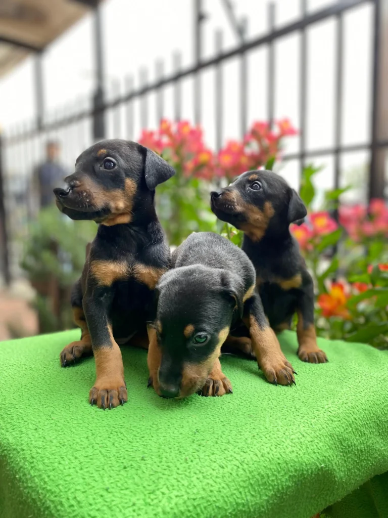 criadero cachorros doberman precio venta medellin bogota cali pereira rionegro mexico republica dominicana panama