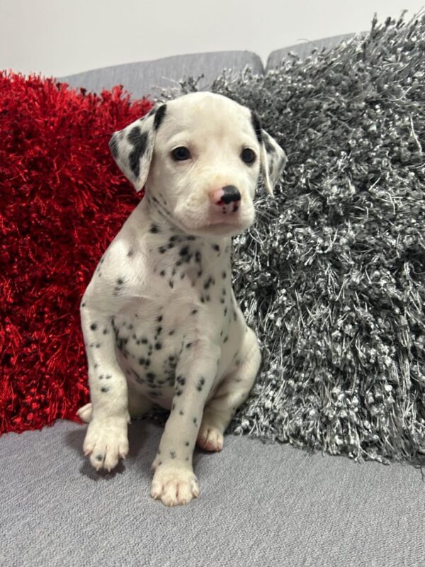 criadero cachorros dalmata precio venta medellin bogota cali pereira rionegro mexico republica dominicana panama