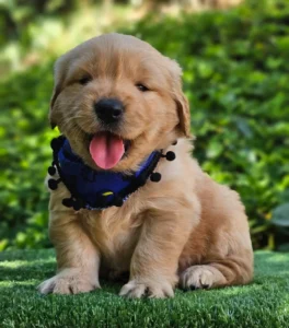 Cachorro Golden Retriever
