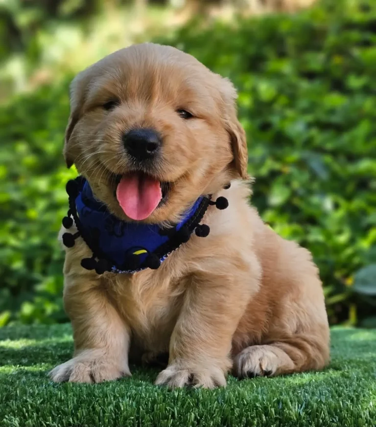 Cachorro Golden Retriever de Cachorros Élite