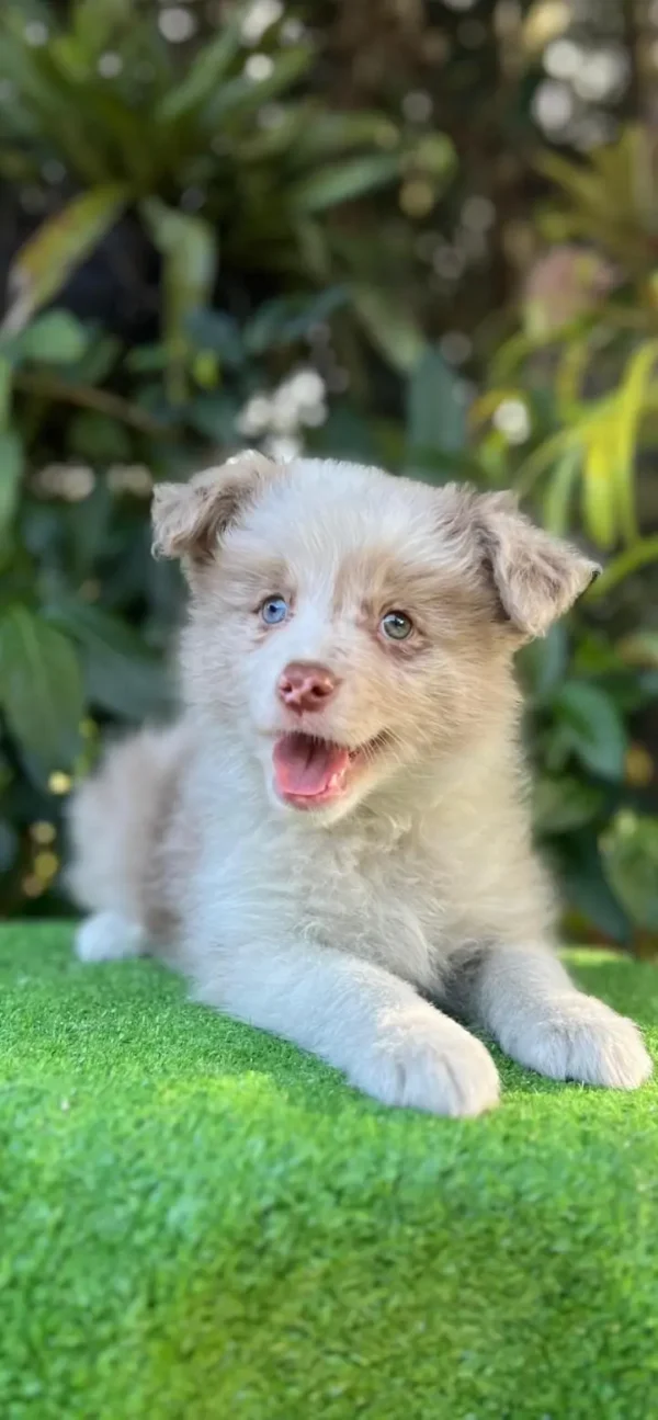 criadero cachorros border collie merle precio venta medellin bogota cali pereira rionegro mexico republica dominicana panama