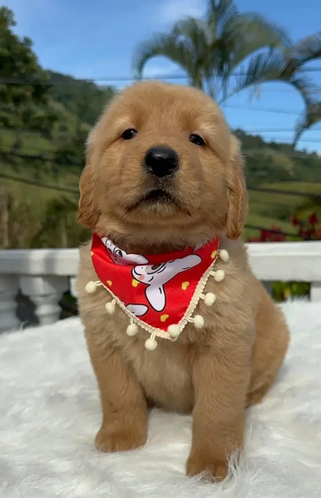 Perro cachorro golden retriever cachorros elite