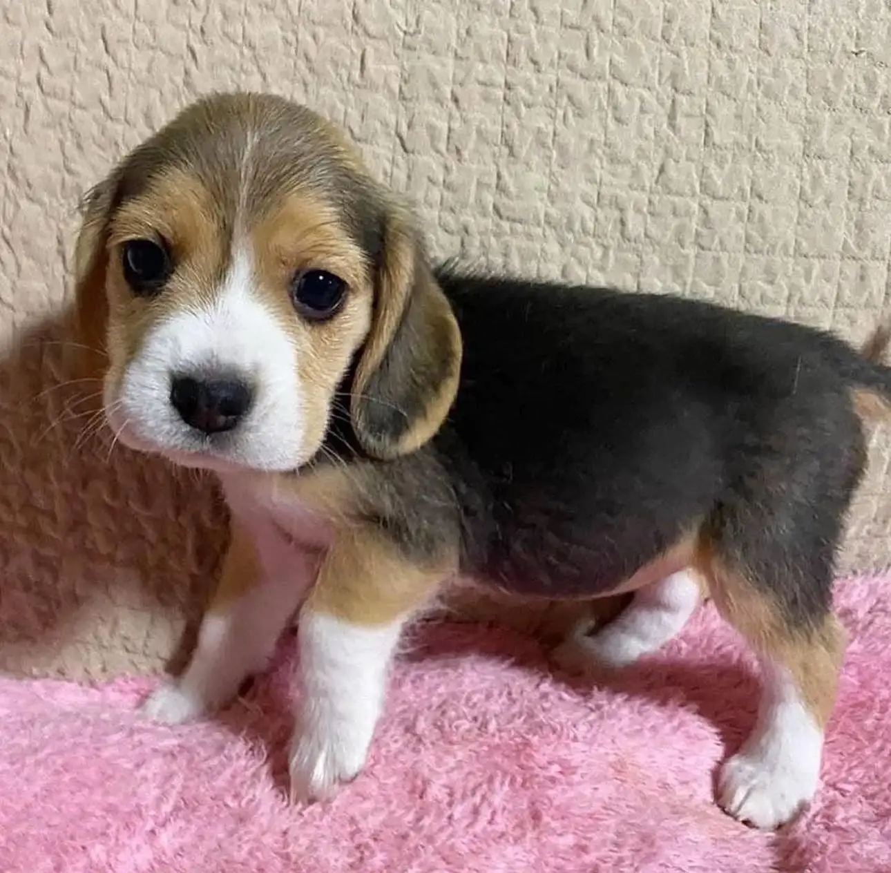 Cachorro Beagle tricolor