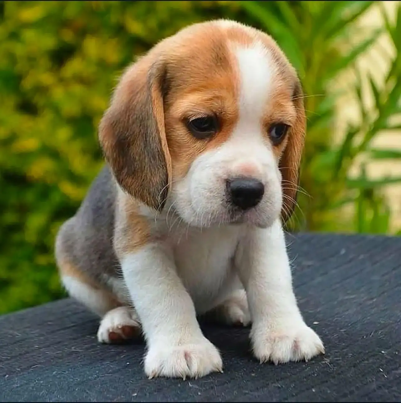 Cachorro Beagle