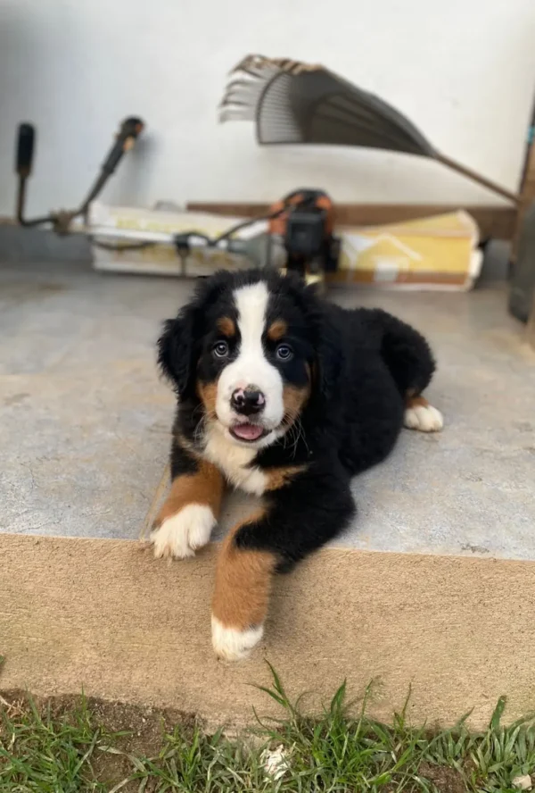 perro cachorro de raza boyero de berna