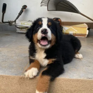 perro cachorro de raza boyero de berna
