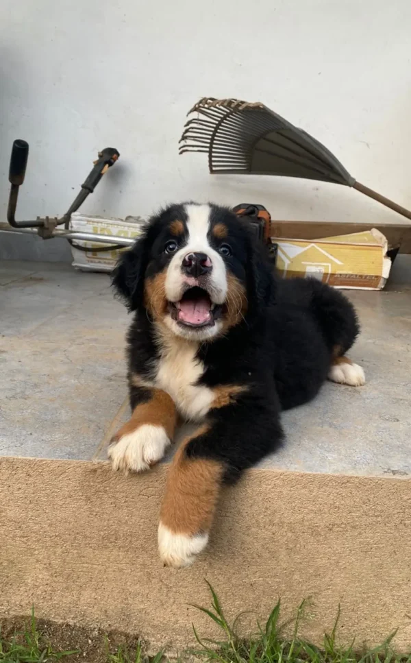perro cachorro de raza boyero de berna