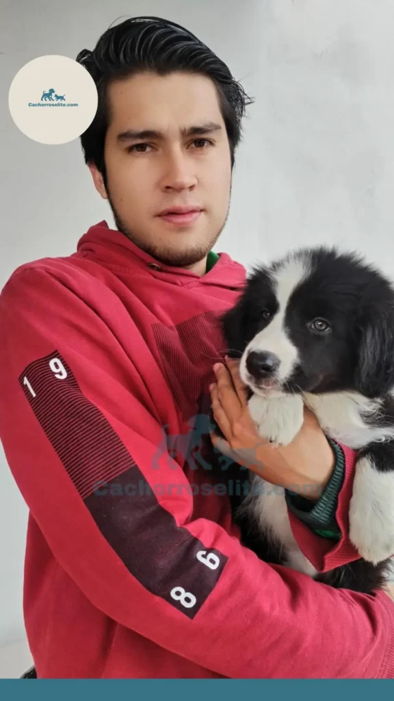 hombre con cachorro de Border collie