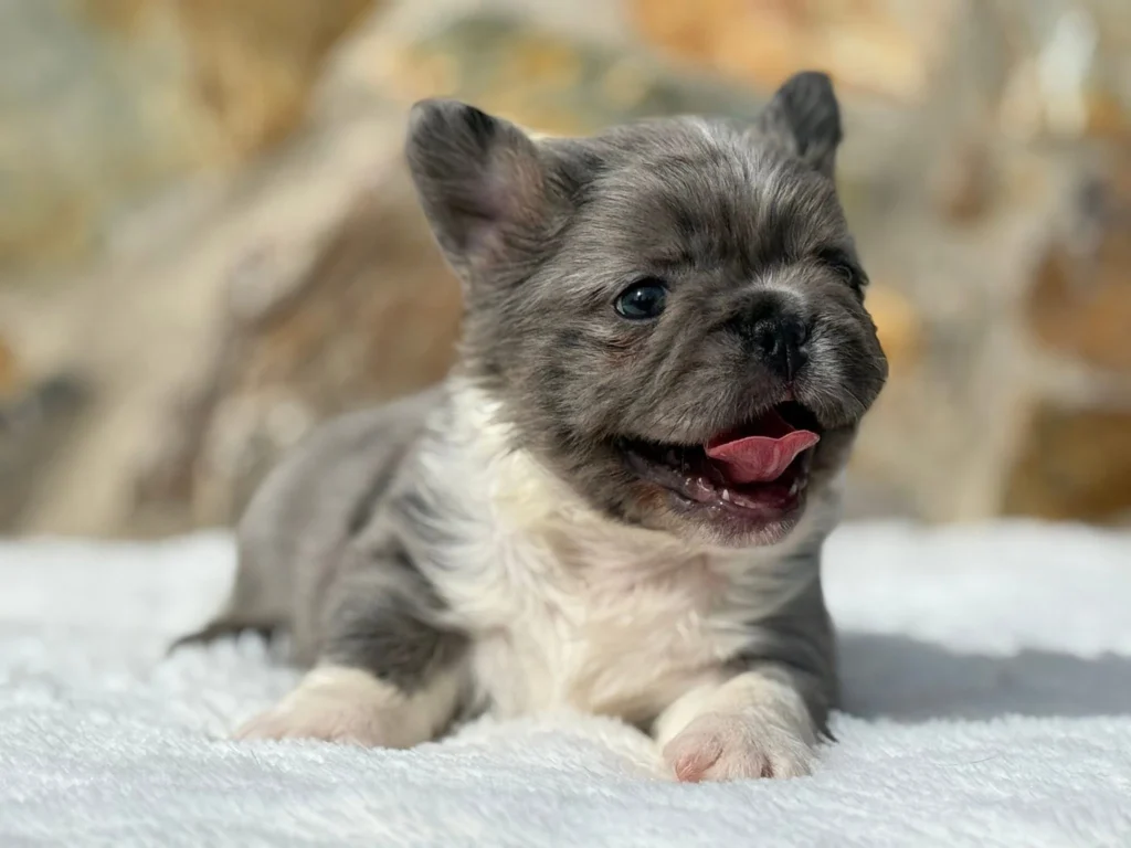 Cachorro Bulldog Frances fluffy pelo largo color pied blue en venta