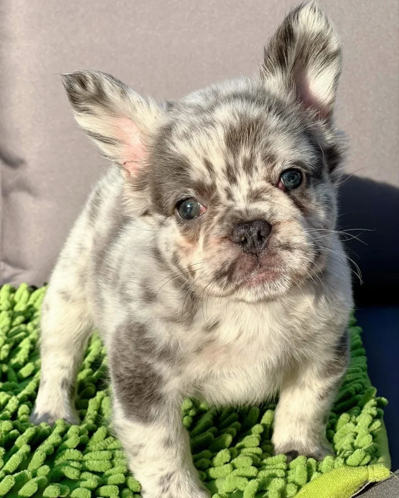 Cachorro Bulldog Frances fluffy pelo largo color blue merle en venta