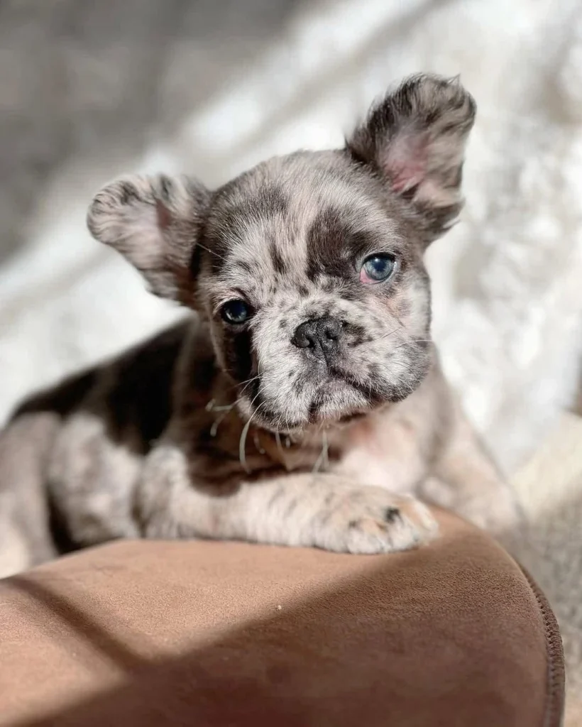 Cachorro Bulldog Frances fluffy pelo largo color blue merle en venta
