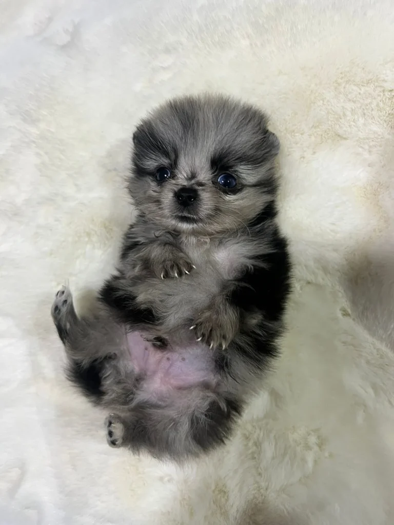 Pomerania Cachorro mini de color exotico manchado blue merle