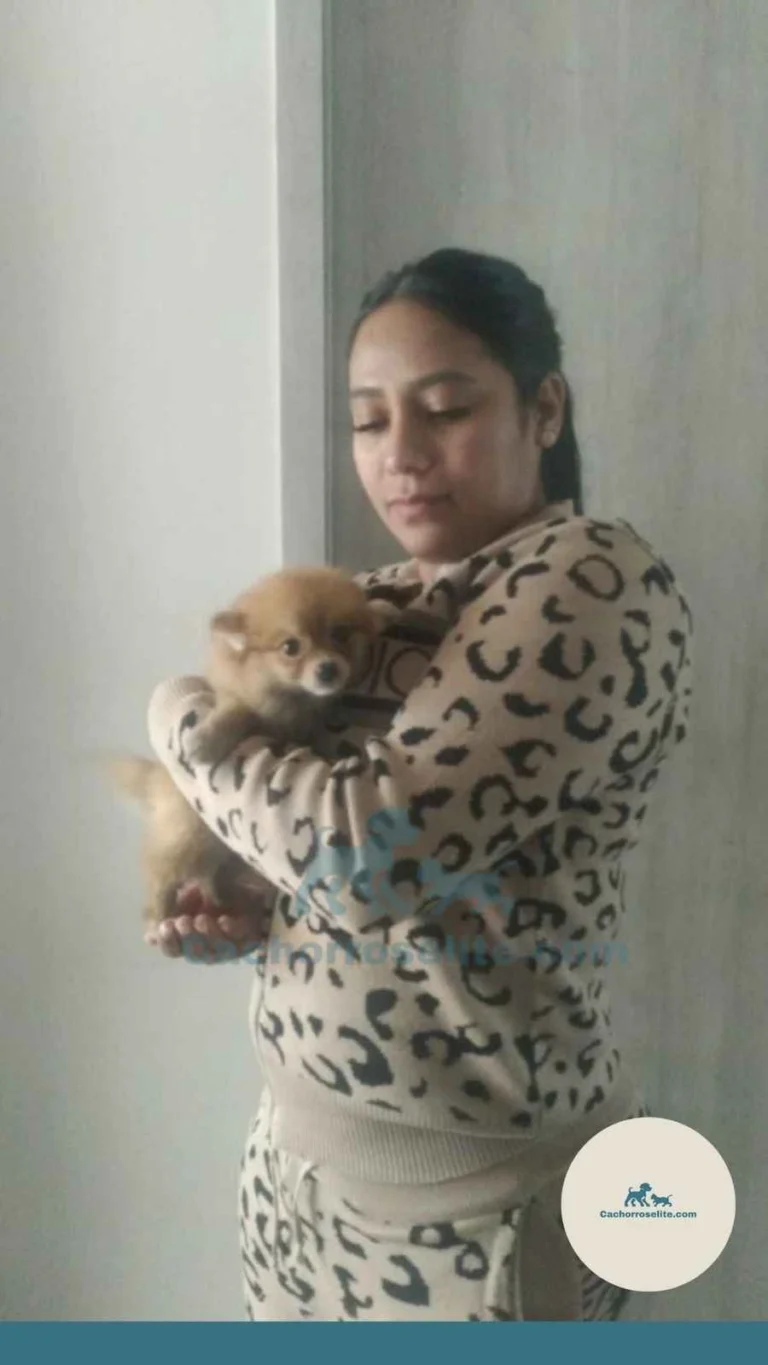 Persona feliz con cachorro pomerania – Cachorros Élite