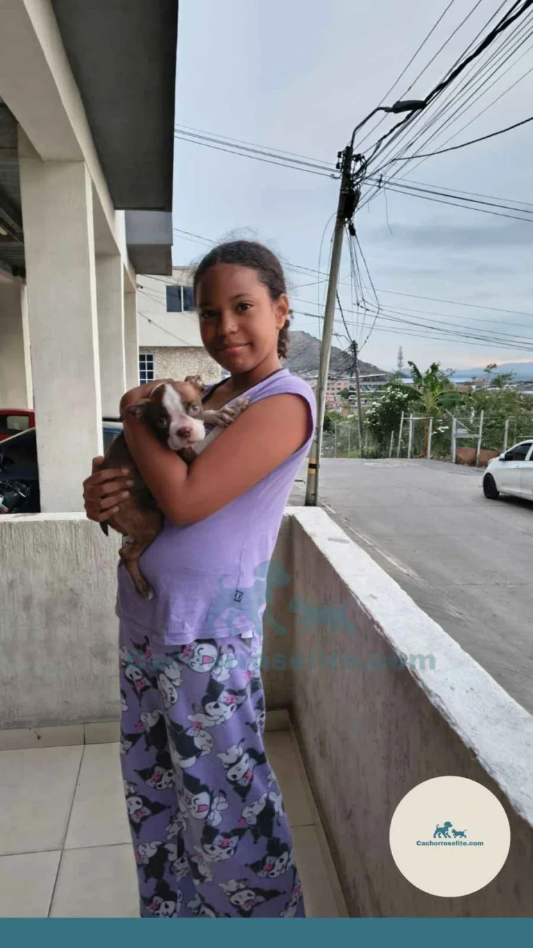 Persona feliz con cachorro boston terrier – Cachorros Élite