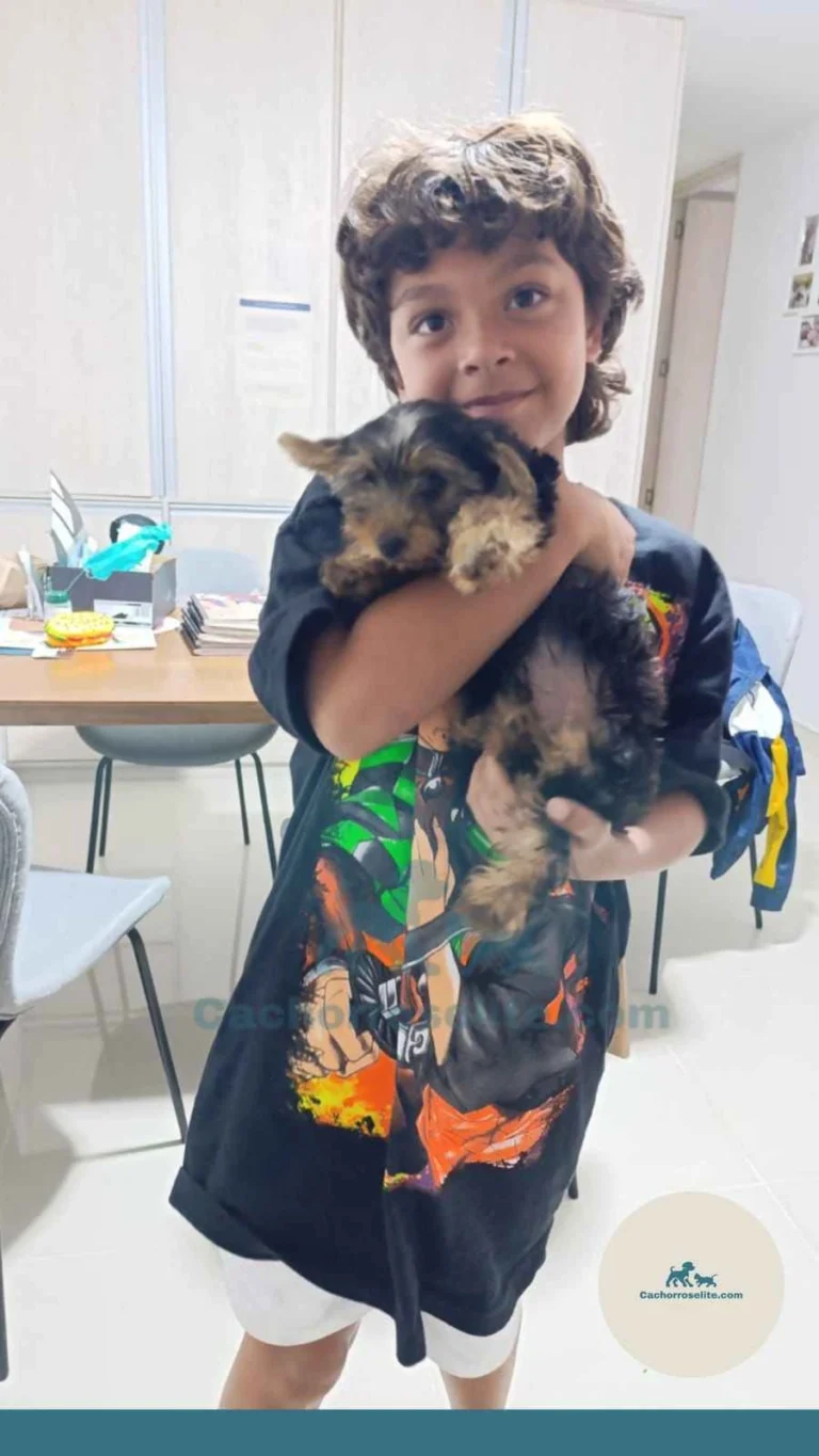 Persona feliz con cachorro yorkshire – Cachorros Élite