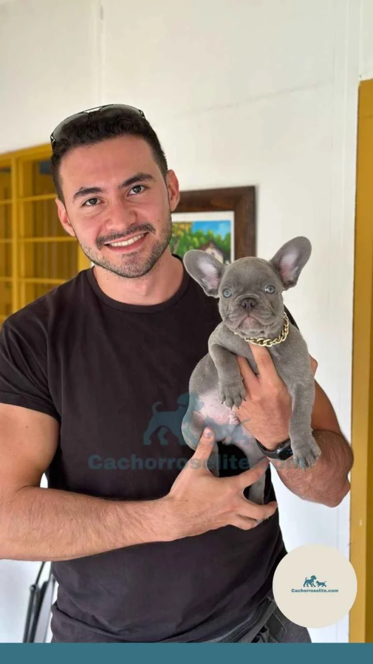 Persona feliz con cachorro bulldog frances – Cachorros Élite