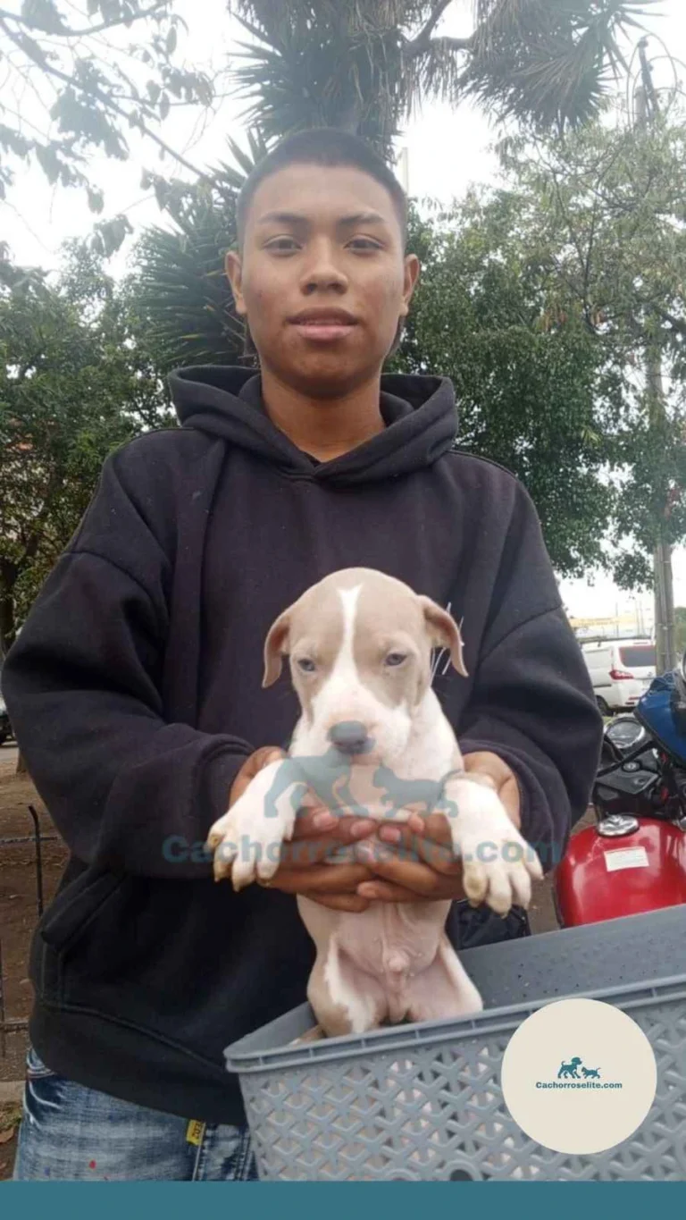 Persona feliz con cachorro pitbull – Cachorros Élite