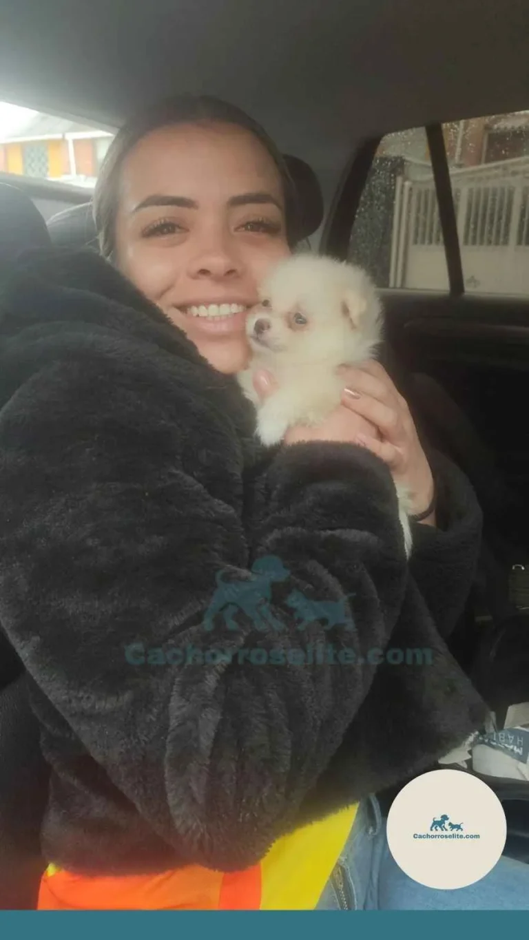 Persona feliz con cachorro pomerania – Cachorros Élite