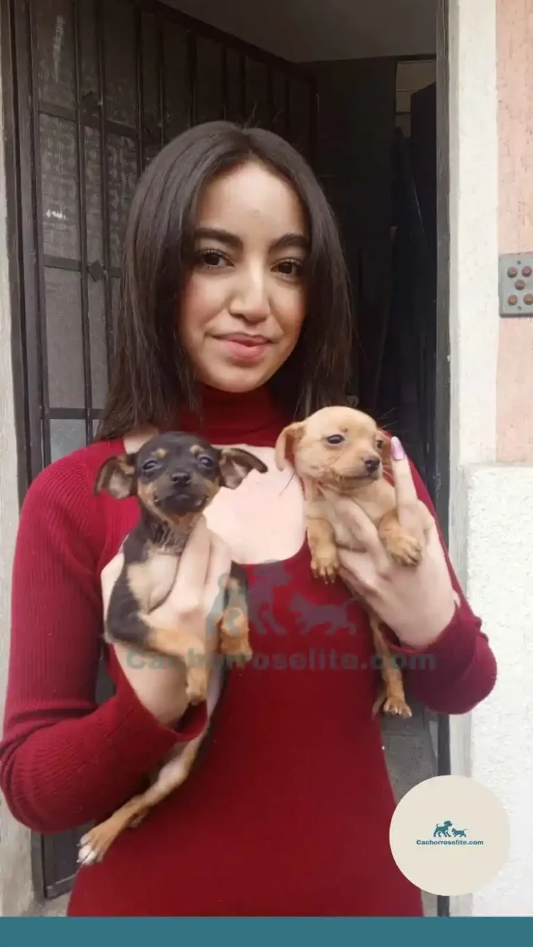 Persona feliz con cachorros pinscher – Cachorros Élite