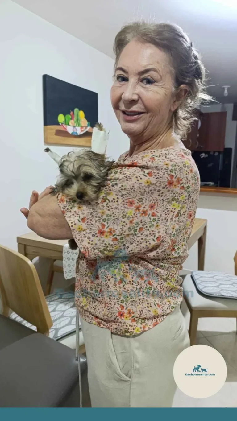 Persona feliz con cachorro yorkshire – Cachorros Élite
