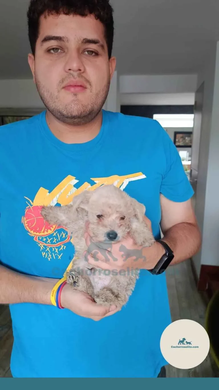 Persona feliz con cachorro schnauzer – Cachorros Élite