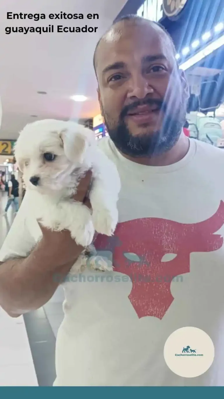 Persona feliz con cachorro bichon maltes – Cachorros Élite