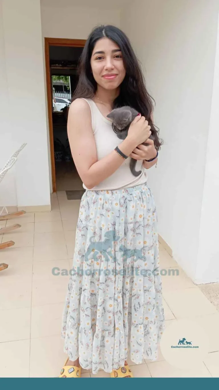 Persona feliz con cachorro gato ruso azul – Cachorros Élite