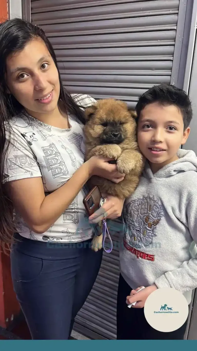 Familia feliz con cachorro chow chow – Cachorros Élite