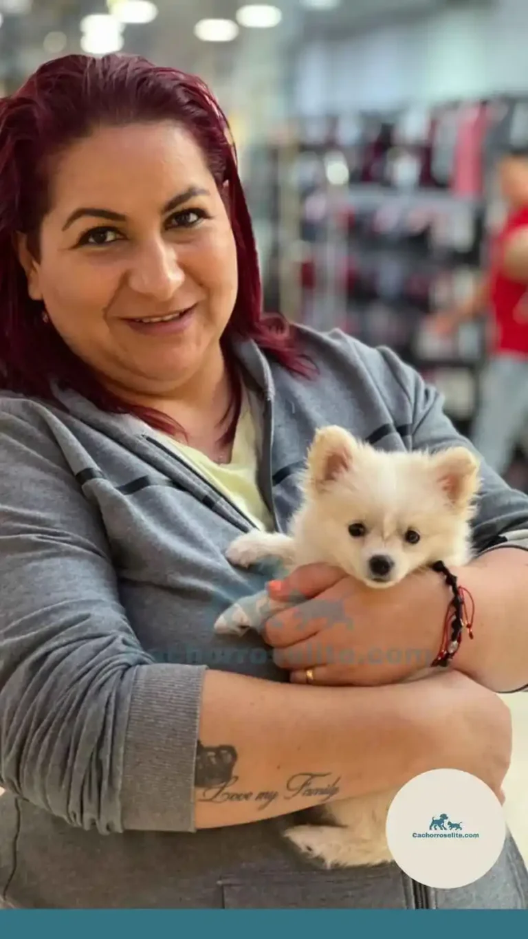 Persona feliz con cachorro pomerania – Cachorros Élite