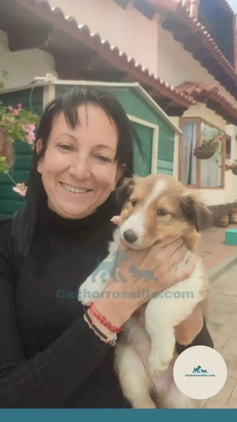 Persona feliz con cachorro pastor collie – Cachorros Élite
