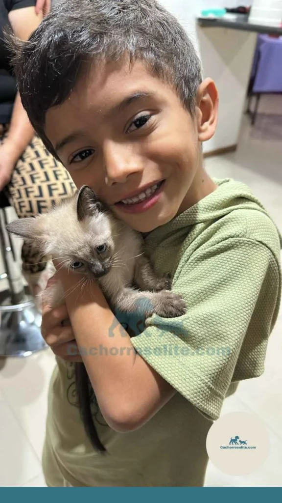 niño feliz con cachorro gato siames Clientes felices cachorroselite