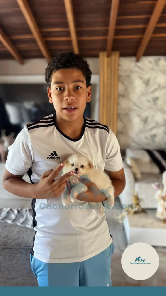 Niño feliz con cachorro pomerania Clientes felices cachorroselite